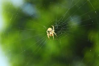 《蛛与网》第一次拍摄这么近距离的小动物，拍之前是抱着一种尝试的态度，也进行了很多次实验，终于完成了这幅作品。蜘蛛和蛛网在绿色背景的衬托下显得格外突出。.jpg