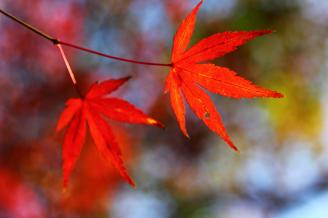 《红枫秋色》秋天是拍摄红枫最好的季节，两片红彤彤的枫叶在秋天色彩斑斓的背景下显得非常美丽。我享受这种小品所给人带来的美，也努力的去创造更多这样的美。.jpg