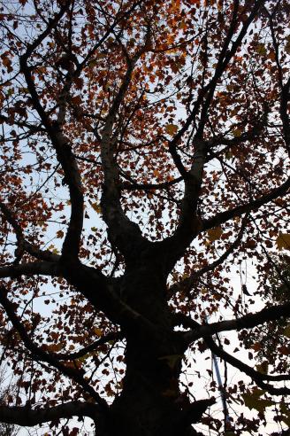 《树魂》这是我第一张剪影作品，也是我在摄影方面进步的标志。枝干和树叶组成构成了一棵树的灵魂，而我用手中的相机，向人们展示了它高大的灵魂。.jpg
